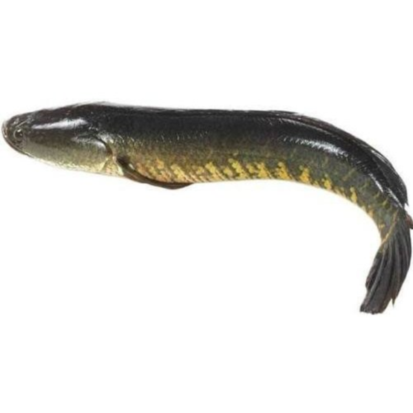 Korameenu Fish Dressed With Head